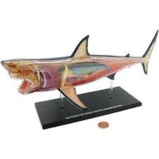Shark Fish Anatomy Model