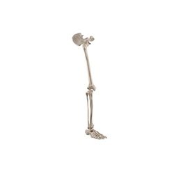 Skeleton Of Lower Limb With Half Pelvis
