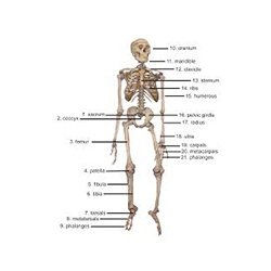 Skeleton Of The Human Trunk