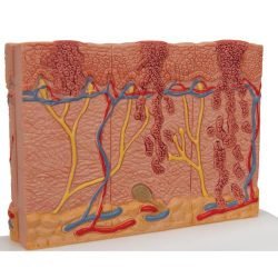 Skin Cancer Model