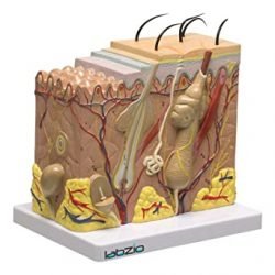 Skin Model