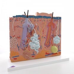 Skin Section Model