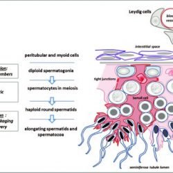 Spermatogenesis Models
