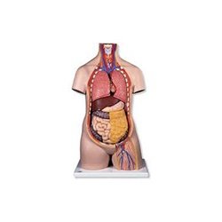 Stomach And Associated Organs Model