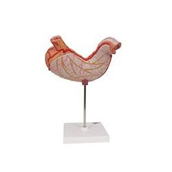 Stomach Model