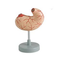 Stomach life size 2 Parts