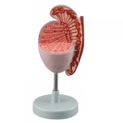 Testis, 3.5X life size