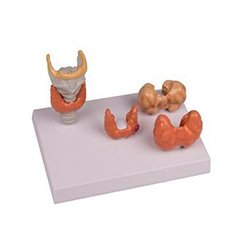 Thyroid Diseases - 4 Parts Models
