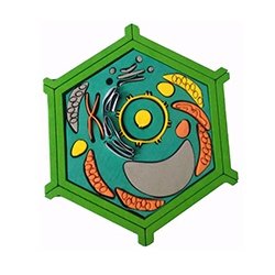 Typical Plant Cell