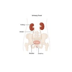 Urinary System