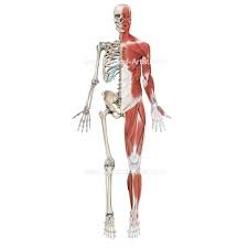 Human Muscular Skeleton