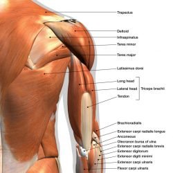 Shoulder Muscle Anatomy Model
